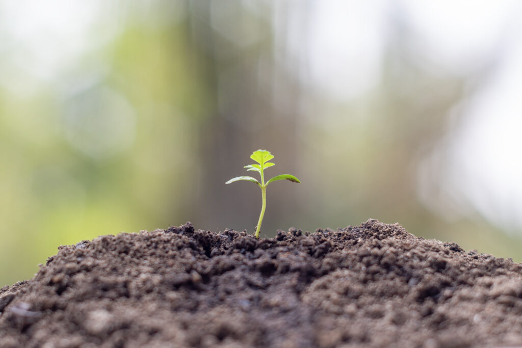 small sapling beginning to sprout